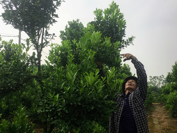 Huyện Đông Anh đẩy mạnh sử dụng phân bón hữu cơ vi sinh trong canh tác nông nghiệp_ Trang Hà Nội -Thủ đô của chúng ta (Quân đội Nhân dân ngày 11/10/2019)