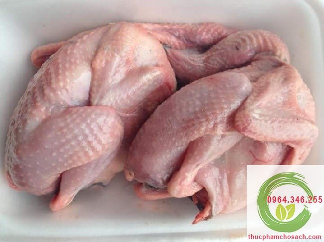 Thịt Chim câu, Chim cút, Thịt Gà ác An toàn