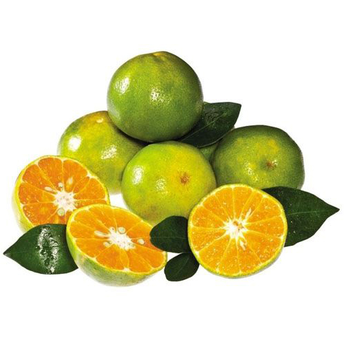 Quýt giấy - Bắc Hà