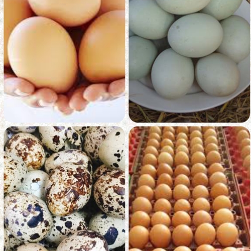 Trứng gia cầm (Trứng gà, trứng vịt, trứng cút…)