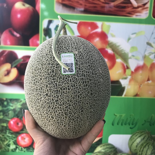 Dưa lưới E garden