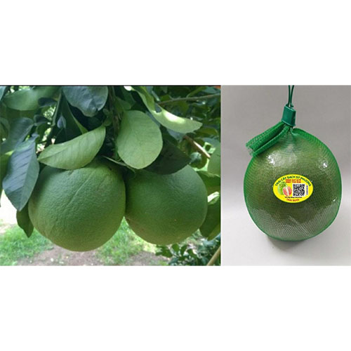 Bưởi Sỹ Phương