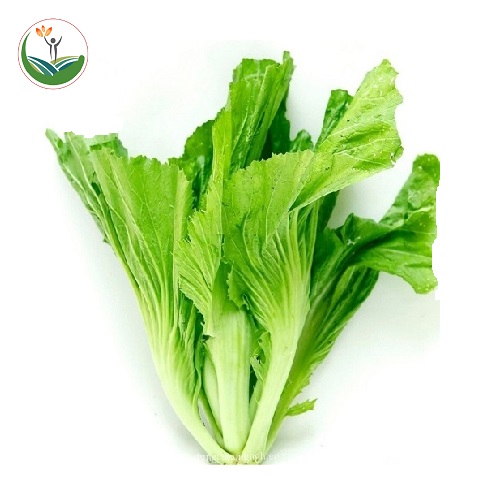 Mẹo muối dưa cải giòn ngon không bị khú