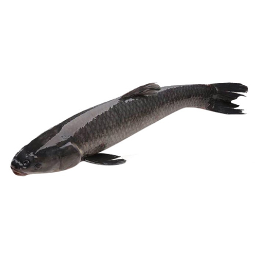Cá trắm đen (cắt khúc)