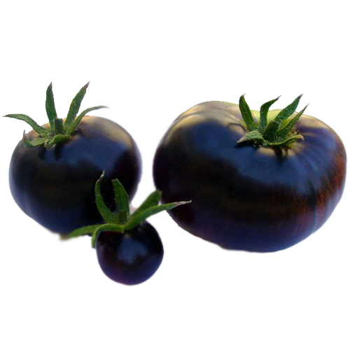 Cà chua đen
