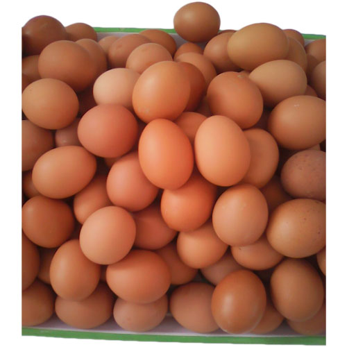 Trứng gà công nghiệp - Quốc Oai