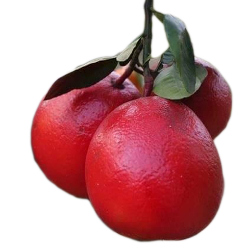 红柚子
