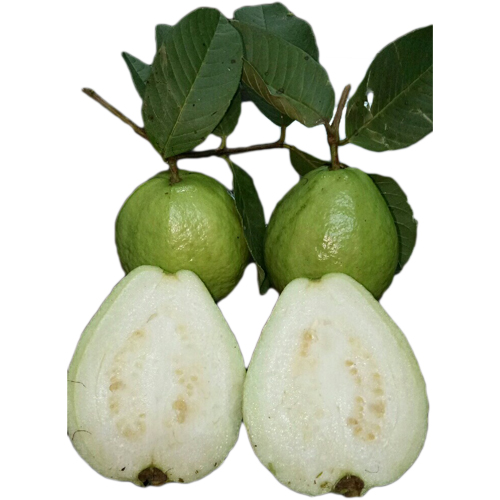 Taiwan Guava