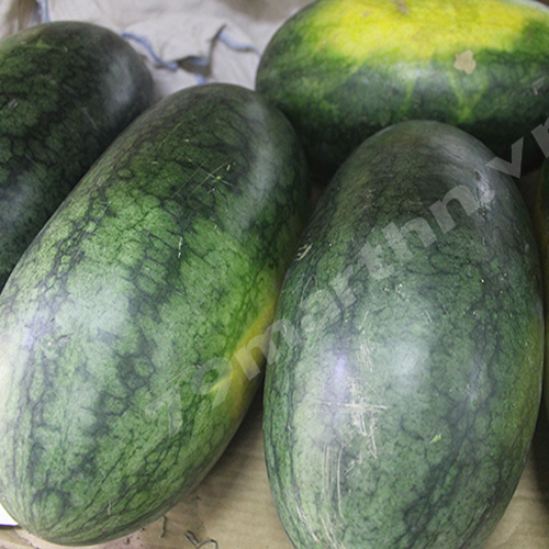 Ben Tre Water melon