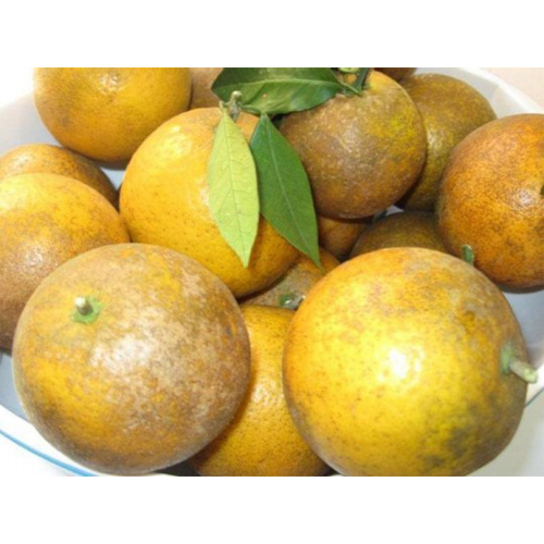 Cao Phong Orange