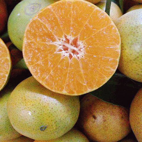 Canh Orange