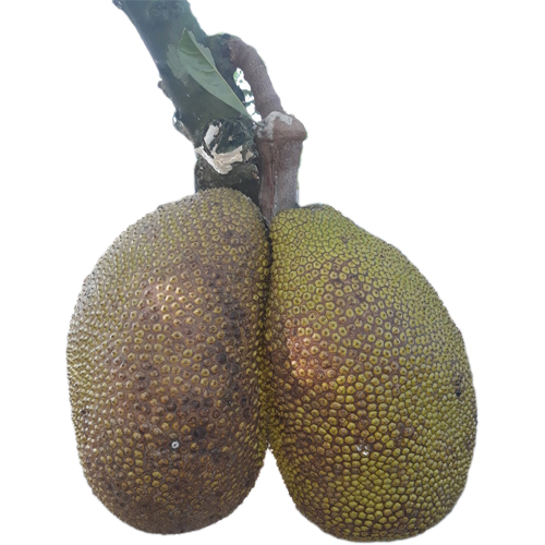 Thailand Jackfruit