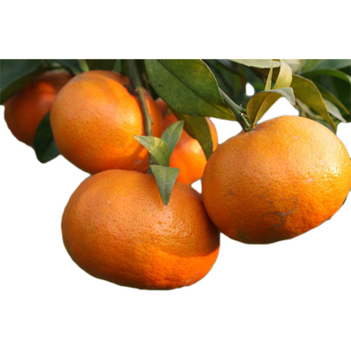 Canh Orange