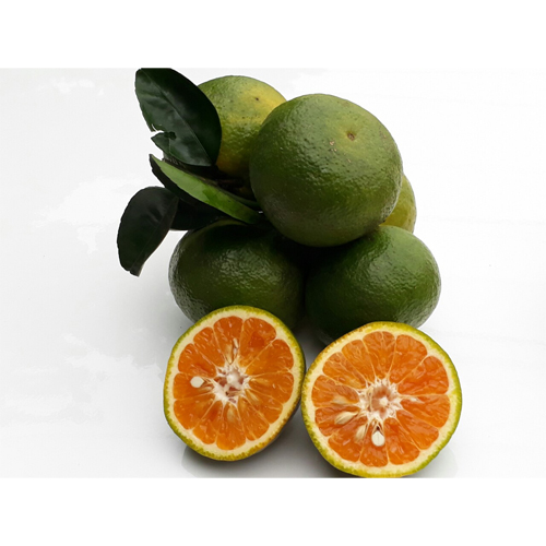 Sanh Orange