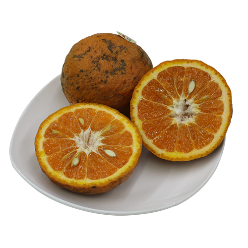 Ha Giang Sanh Orange