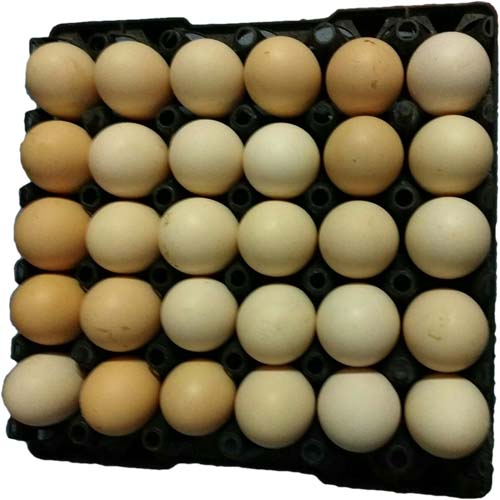 Trứng gà ta (TGXC01023)
