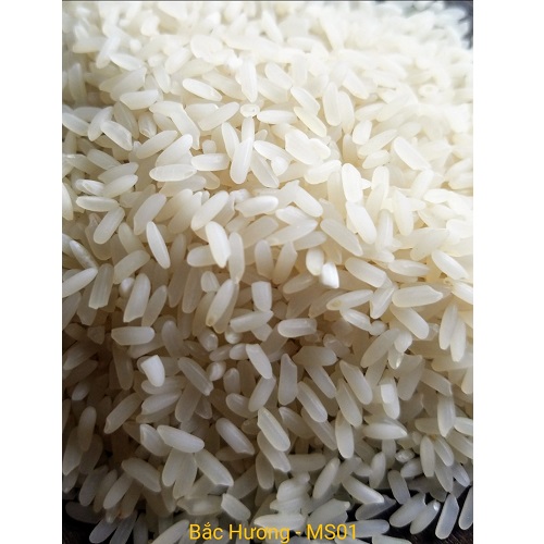 Gạo Bắc Hương - MS01