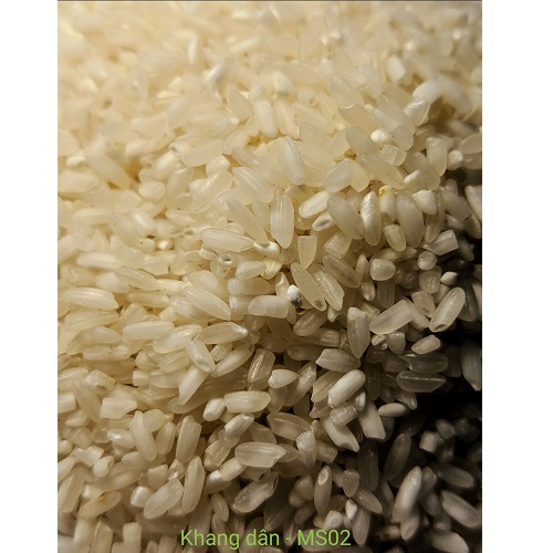 Gạo Khang Dân - MS02